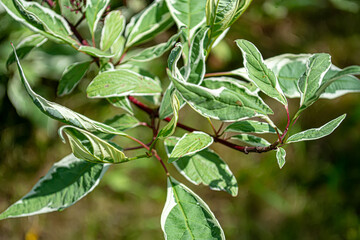 White turf Sibirika Variegata, ornamental plants