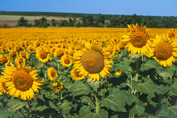 Obraz premium Sunflowers against a blue sky. A large field of sunflowers, agricultural land.