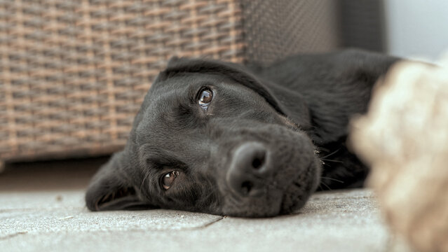 Labrador Dobermann Welpe Niedlich schwarz
