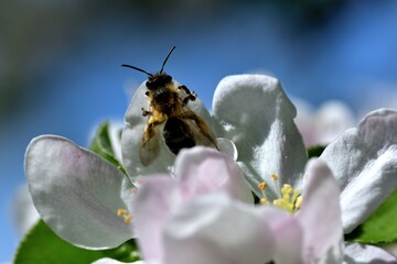 Macrophotography of bee polinating the white flower of the fruit tree