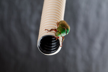 クーラー排水管に侵入する虫