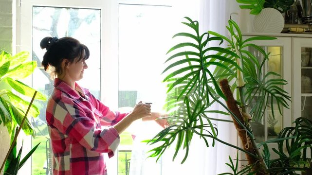 Woman in a plaid shirt takes care of, sprays with fertilizer and moisturizes large potted plants philodendron in the interior of the house near the window. 
