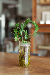 Zuzu plant or Zamioculcas zamiifolia (Lodd.) Engl or Zanzibar Gem. A lush sprout flourishes within...