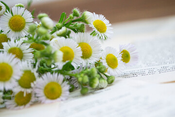 daisies on a wooden background