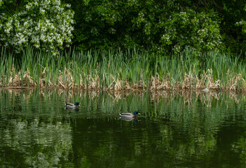 Ducks swim on the water of the lake near the reeds on a summer day.