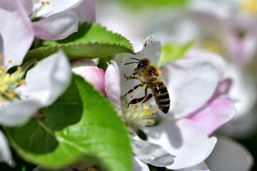 Fototapeta premium Detail of a blooming flower on an apple tree in the spring