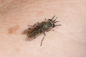 Regenbremse,  Regenbogenbremse, Haematopota pluvialis