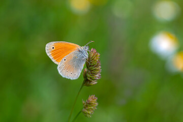 little butterfly on the grass, Caucasian Heath, Coenonympha symphita