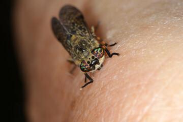 Regenbremse,  Regenbogenbremse, Haematopota pluvialis