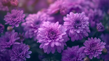 Obraz premium Vibrant purple flowers Captivating images of radiant purple blooms showcasing natures beauty in a burst of color Perfect for adding a touch of elegance to any project or design : Generative AI