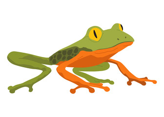 Frog or toad, amphibian animal. Type of froggy. Exotic tropical reptile. Flat illustration on white background