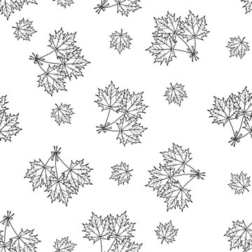 Seamless contour pattern black and white drawing of a bunch of maple leaves. Hand drawn repeating paint. White background
