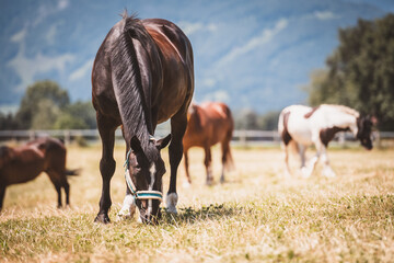 grasendes Pferd