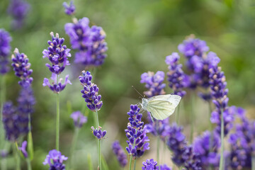 Green-veined white (Pieris napi) hangs on a lavender drinking nectar. Pieris napi or green-veined white butterfly on a lavender flower. Macro, narrow depth of field.