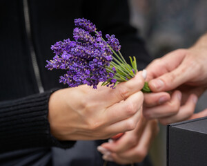 Women's and man's hands are preparing to tie lavender flowers. Together. A bunch of lavender (Lavandula). Selective focus.
