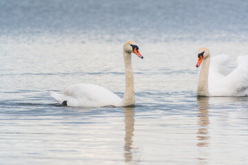 Fototapeta premium Mating games of a pair of white swans. Swans swimming on the water in nature. Valentine's Day background