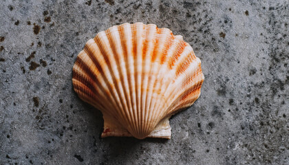 Seashell on gray cement surface backdrop. Natural element. Top view. Close-up. Flat lay.