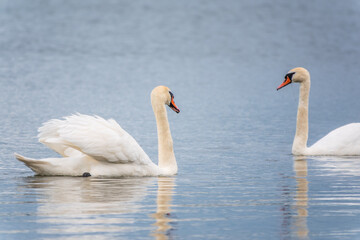 Fototapeta premium Mating games of a pair of white swans. Swans swimming on the water in nature. Valentine's Day background