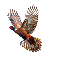 A Stunning Pheasant in Mid-flight Showcasing Its Vibrant Plumage Against a Dark Backdrop