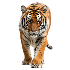 Obraz premium An Intense Gaze: The Raw Majesty and Power of a Bengal Tiger in Action