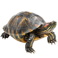 Obraz premium Intricately Patterned Turtle Showcases its Elegant Shell and Vibrant Markings