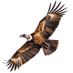Obraz premium Magnificent Vulture Soars Through the Sky with Powerful Wings Spread Gracefully