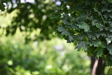 oak leaves. Oak Grove, green leaves, close-up. In the park or forest on a summer day. autumn theme, beautiful season. natural background. selective focus