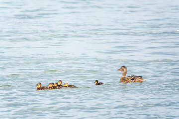 A family of ducks, a duck and its little ducklings are swimming in the water. The duck takes care of its newborn ducklings. Mallard, lat. Anas platyrhynchos