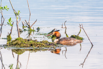 The waterfowl bird Great Crested Grebe swimming in the lake near its nest with eggs