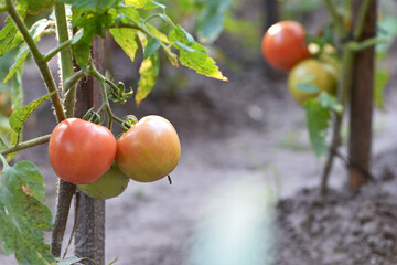 red ripe tomato growing with leaves and plant in the farm over out of focus green background....