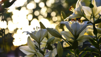 Lilium. white lily. beautiful lily flower, close-up. delicate white lilies in the garden, in the...