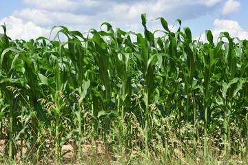 green corn leaves. Corn farm. photo of corn field. concept of good harvest, agricultural. Field of corn in spring or early summer. industrial background. close-up
