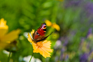 European Peacock Butterfly Aglais io sitting on a currant flower closeup horizontal shot blurred backgroung bokeh