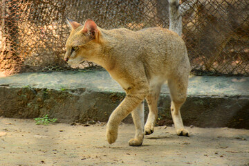 Indian Jungle cat in zoo in Patna, Bihar
