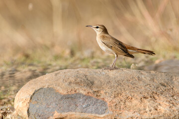 Close-up shot of Rufous-tailed Scrub Robin (Cercotrichas galactotes)