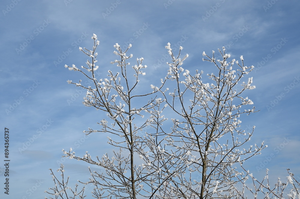 Poster Baum mit Raureif