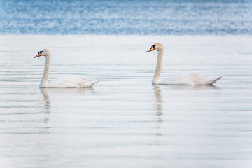 Two Graceful white Swans swimming in the lake, swans in the wild
