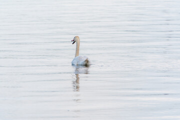 Graceful white Swan swimming in the lake, swans in the wild. Portrait of a white swan swimming on a lake.