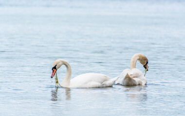 Fototapeta premium Two Graceful white Swans swimming in the lake, swans in the wild
