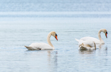 Graceful white Swan swimming in the lake, swans in the wild. Portrait of a white swan swimming on a lake.
