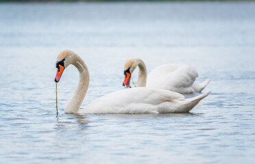 Obraz premium Two Graceful white Swans swimming in the lake, swans in the wild
