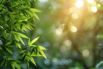 Obraz premium Bamboo Leaves In Sunlight