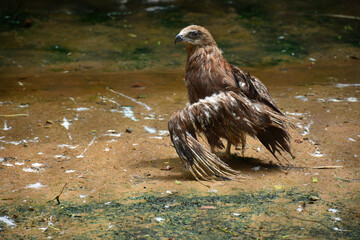 Captive Black Kite in Zoo
