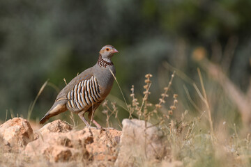 Barbary Partridge (Alectoris Barbara) in the wild