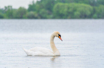 Graceful white Swan swimming in the lake, swans in the wild. Portrait of a white swan swimming on a lake.