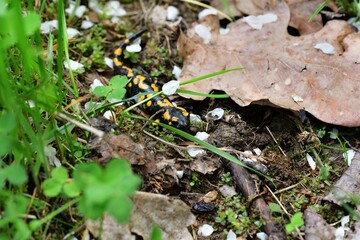 Detail of head fire salamander lizard on sand 