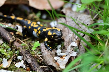 Detail of head fire salamander lizard on sand 