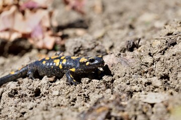 Detail of head fire salamander lizard on sand 