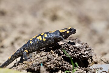 Detail of head fire salamander lizard on sand 