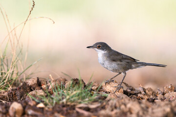 Close-up shot of female Sardinian warbler